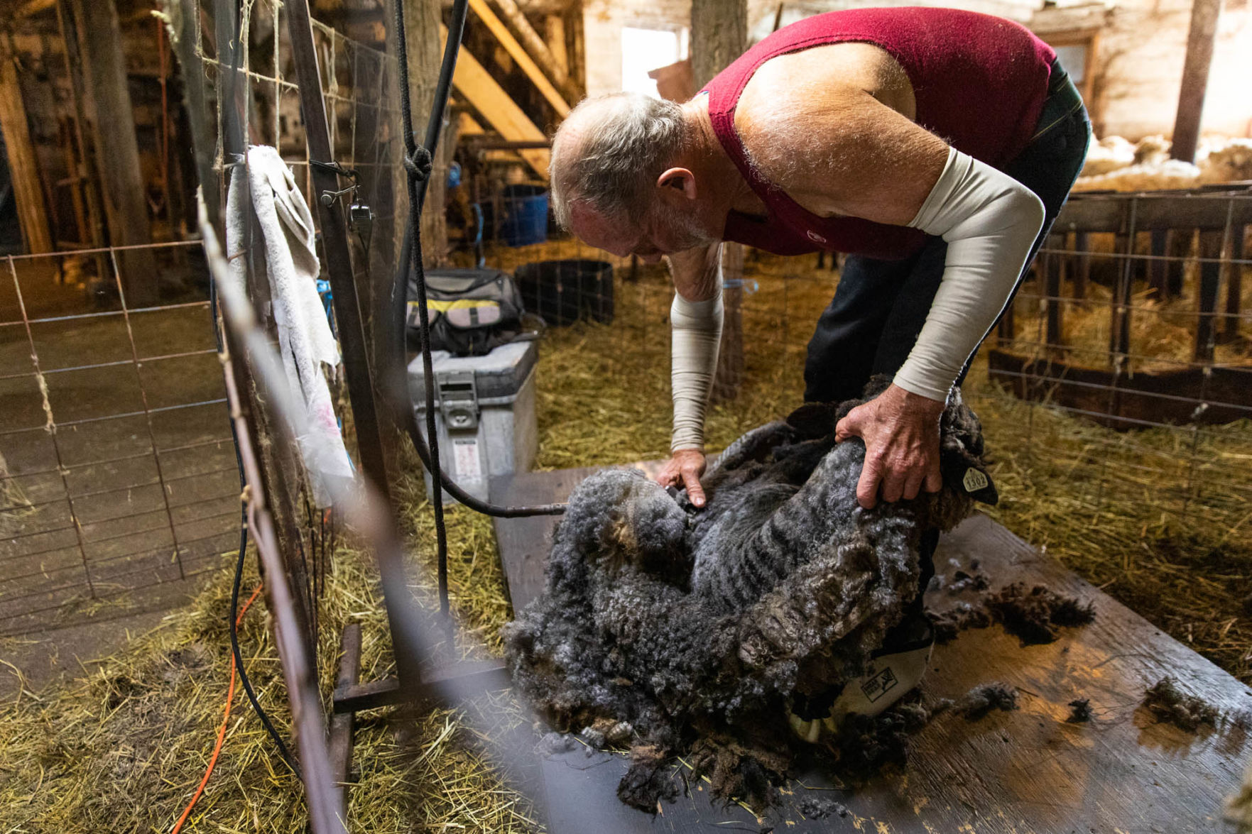 0929_wdj_sheepshearing_SS8.JPG